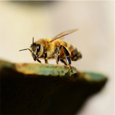 Mehiläinen