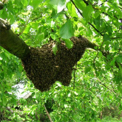 Mehiläisparvi puussa